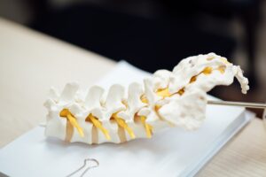 model of lower back human vertebrae